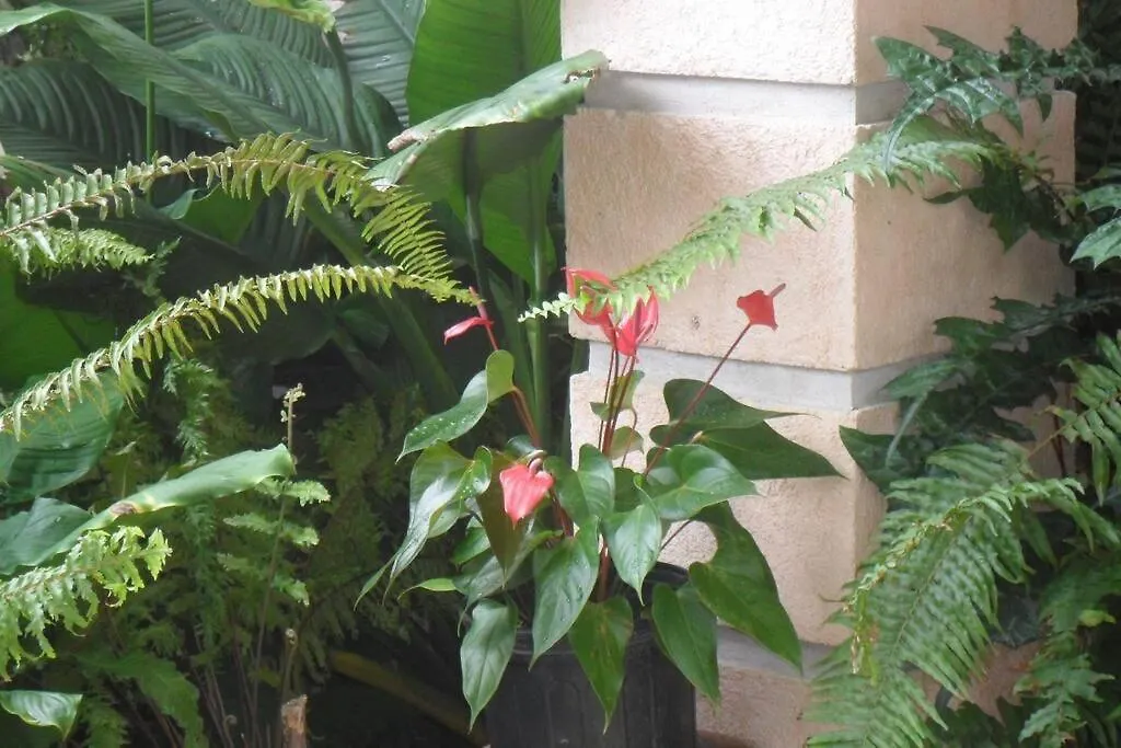 Homestay Idilio Escape Apartment Ocho Rios