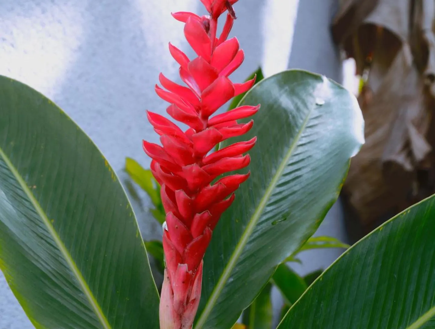 Homestay szállás Idilio Escape Apartman Ocho Rios